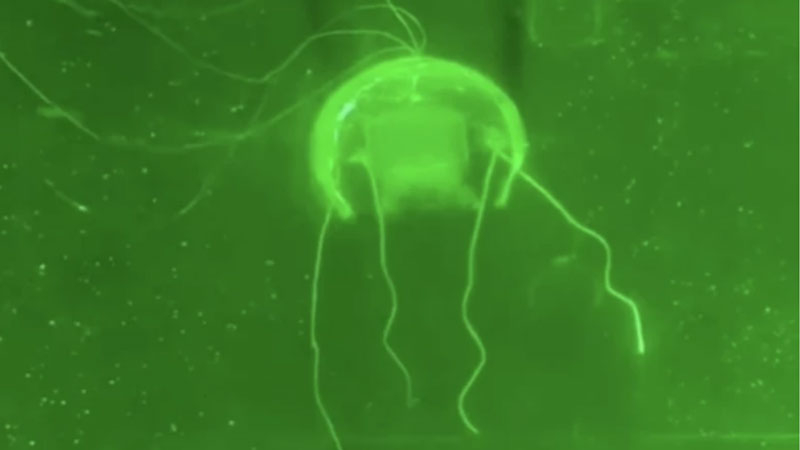 В Китае создали робота-медузу с ИИ для тотального наблюдения за мировым океаном