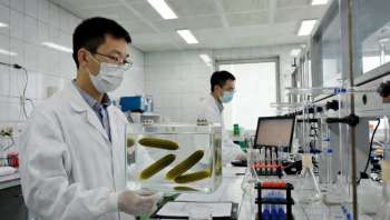 В Китае создали настолько экологически чистый аккумулятор, что в его электролите можно было бы солить огурцы