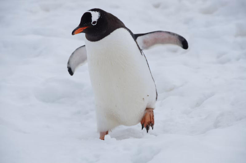 Линус Торвальдс выпустил первый патч для Linux, написанный с ИИ — синтетический тест показал ускорение в 23 раза