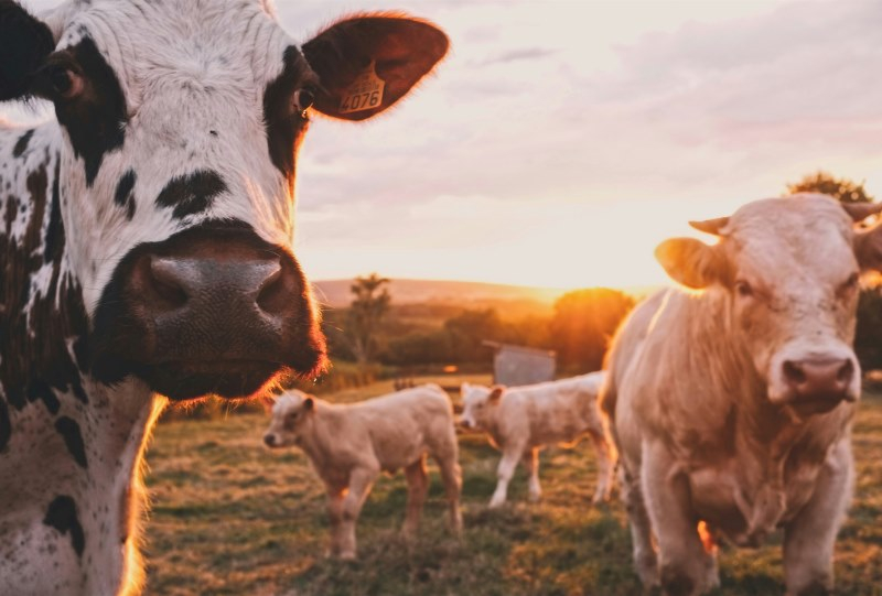 Израильский стартап BeeFree Agro выпустил дронов-пастухов с ИИ для выпаса скота